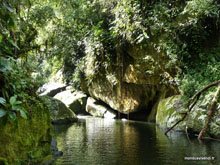 Forêt atlantique  - Brésil